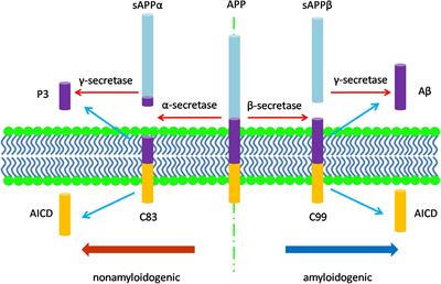 Alzheimer Disease Pathogenesis: Insights From Molecular and Cellular Biology Studies of Oligomeric Aβ and Tau Species